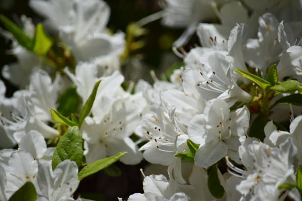 istock Natural background image, white azalea flowers 685764072