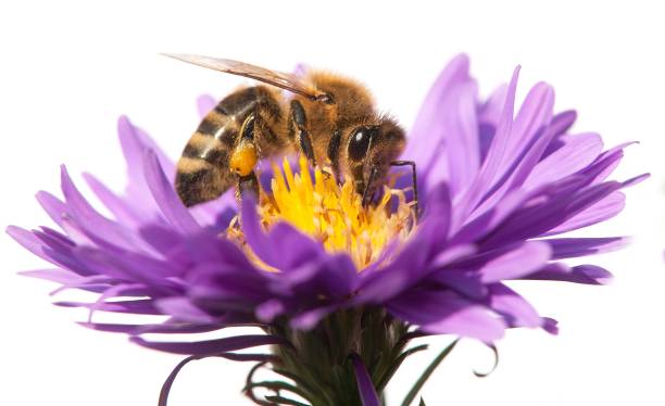 istock honey bee on violet flower isolated on white background 685764358