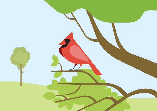 Cardinal Red Bird Flat Design Cartoon Vector Wild Animals Birds Flat Zoo  Nature Children Collection Stock Illustration - Download Image Now - iStock