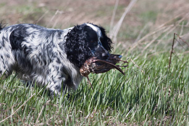 istock hunting dog spaniel with woodcock 685765352