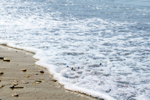 istock sea stones washed by the waves 685766150
