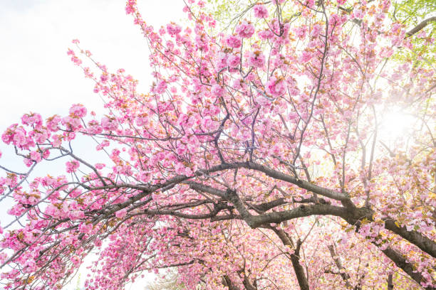istock Pink Spring Cherry Blossom Flowers in Bloom Central Park 685767406
