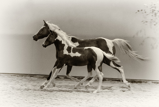 horses and foal galloping - monochrome, sepia, vintage