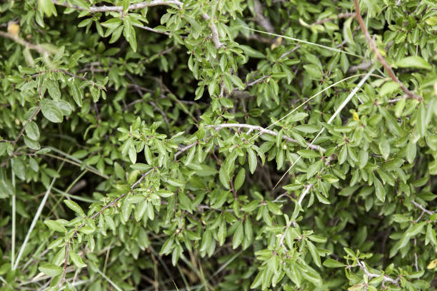 istock Leaves of plants 685771326