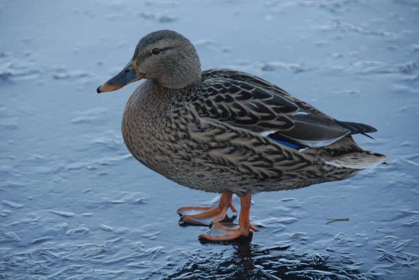 istock Mallards on a lake in Bavaria - Germany 685771488