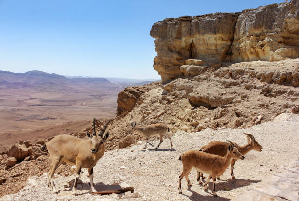 istock herd of mountain goats 685772376