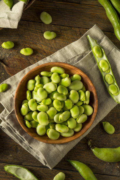 raw organic fresh green fava beans - fava bean bean seed imagens e fotografias de stock