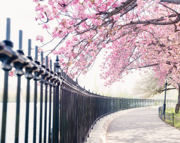 istock NYC Cherry Blossom Tree Blooms by Central Park Reservoir 685773526