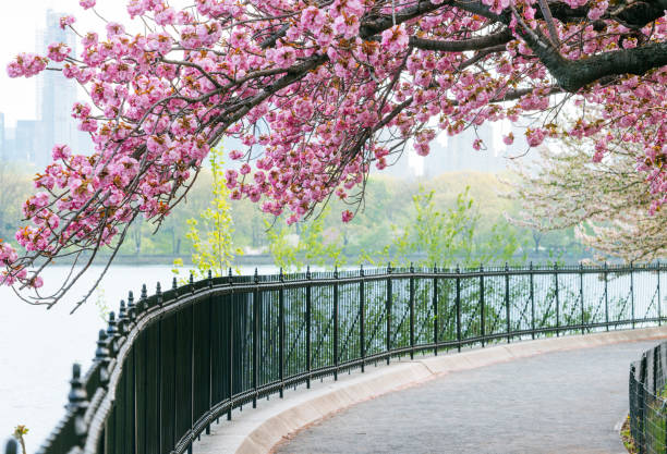 istock NYC Central Park Resevoir Cherry Tree Canopy Over Sidewalk 685773942