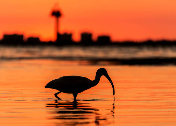 White ibis silhouette at the sunset, in the water, red sky
