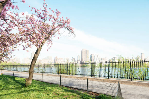 istock NYC Central Park Resevoir Cherry by Running Path 685774168
