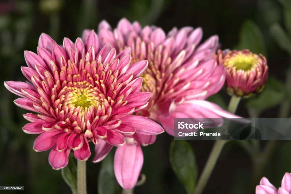 Dahlias Dahlia buds closeup Blossom Stock Photo