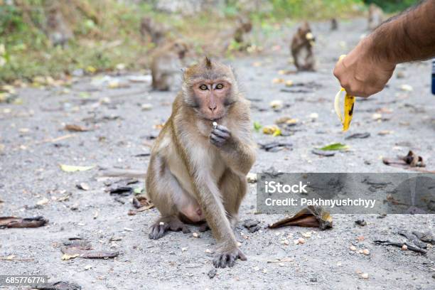 Monkey Stock Photo - Download Image Now - Animal, Animal Wildlife, Animals In The Wild