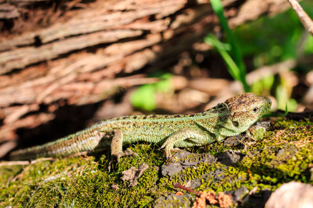 istock Green forest lizard sitting on a tree. Wild lizard green. Zootoca vivipara. Lacerta. 685779090