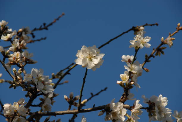 istock Almond blossom in Spain 685779692