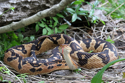 Venomous Bushmaster Snake in Rainforest