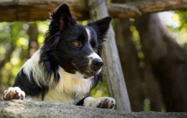 A Close up of a border collie puppy under a wooden fence