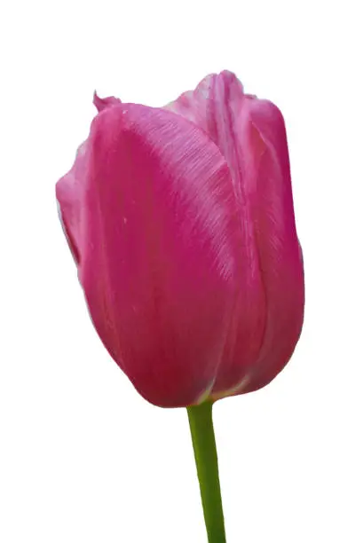 Pink tulip, close up, isolated on white