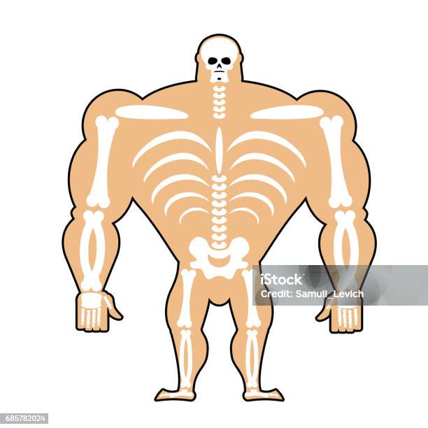 Human Structure Skeleton Men Construction Of Athlete Bones And Skull Athlete Internal Organs Human Bone System Anatomy Bodybuilder Stock Illustration - Download Image Now
