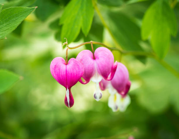 istock Bleeding Heart Flowers Closeup 685782276
