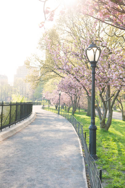 istock Cherry Blossom Trees Line Idyllic Spring Path Central Park NYC 685783422