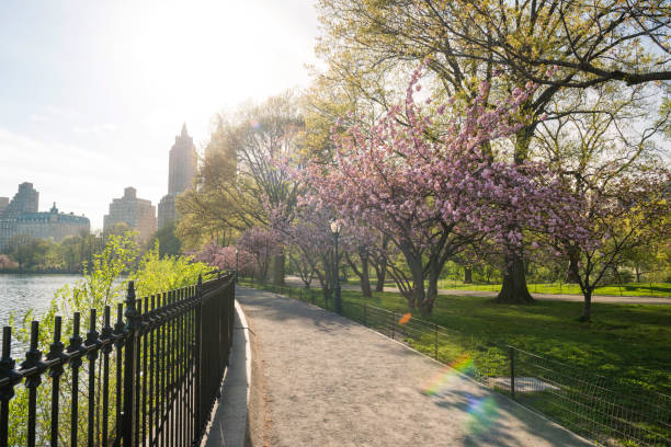 istock Cherry Blossom Trees Line Idyllic Spring Path Central Park NYC 685783930