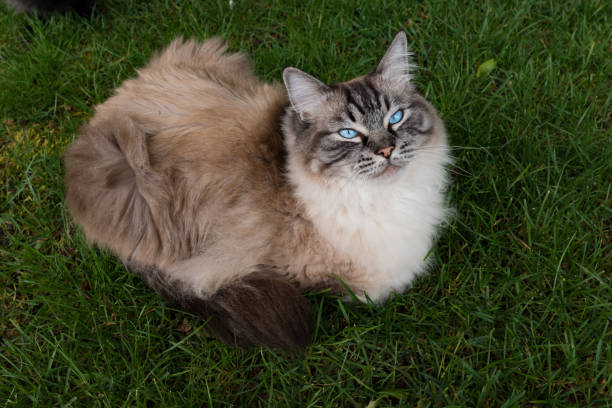istock Ragdoll cat outdoor portrait 685784178