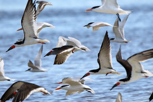 Multiple Black skimmers and gulls flying past