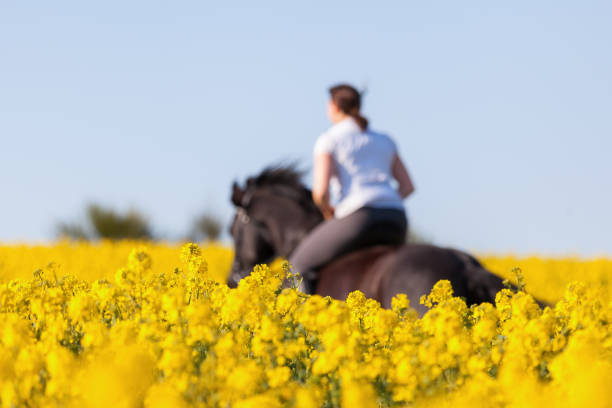 женщина едет на черном фризском коне - black course стоковые фото и изображения