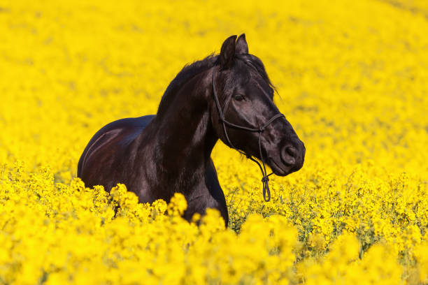 портрет фризской лошади - black course стоковые фото и изображения