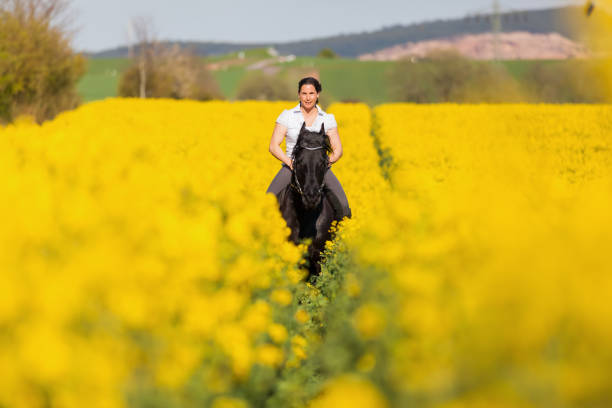 женщина едет на черном фризском коне - black course стоковые фото и изображения