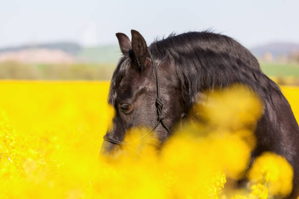 портрет фризской лошади - black course стоковые фото и изображения