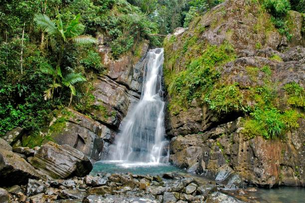 The Anunque National Rainforest, Puerto Rico La Mina Falls el yunque rainforest stock pictures, royalty-free photos & images