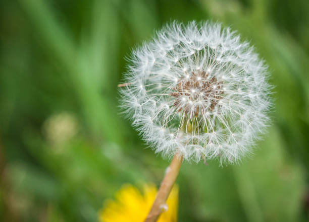 istock White dandelion on blured green grassy background 685785842