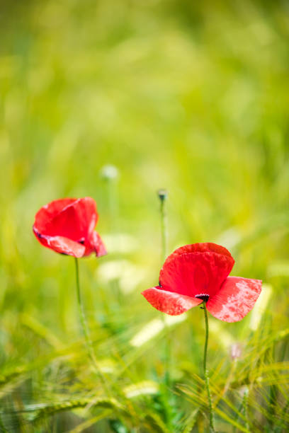 istock Close view on poppy flowers with bokeh and blur 685785942