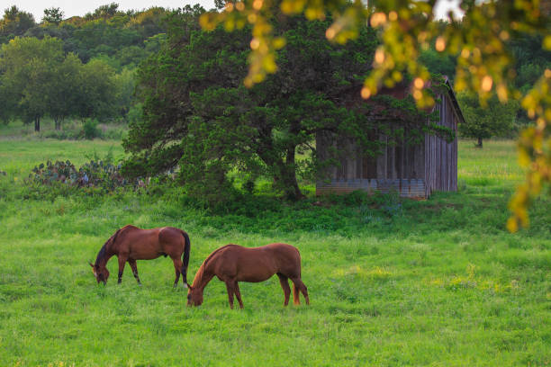 istock Horses near a shack 685786122