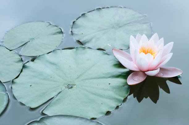 istock Lotus flower or pink waterlily Macro Single flower 685790082