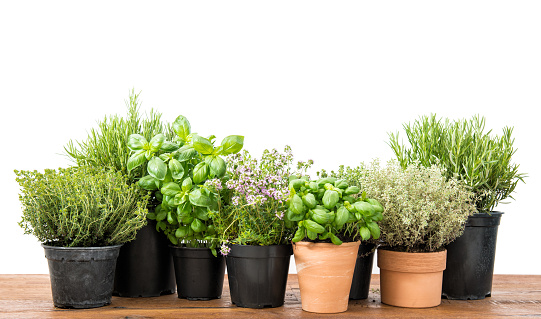 Fresh herbs on kitchen table. Basil, rosemary, thyme, savory on white background