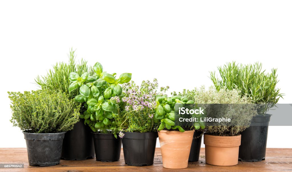 Fresh herbs Basil rosemary thyme savory white background Fresh herbs on kitchen table. Basil, rosemary, thyme, savory on white background Herb Stock Photo