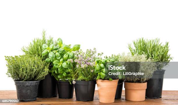 Fresh Herbs Basil Rosemary Thyme Savory White Background Stock Photo - Download Image Now