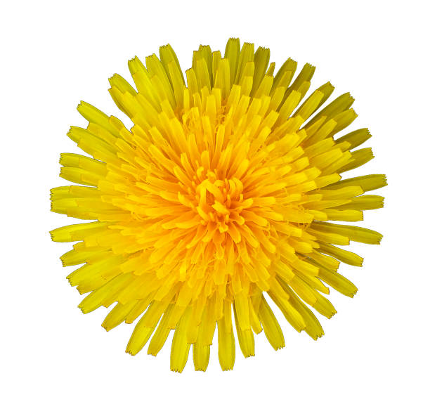 istock Yellow Dandelion flower on a white isolated background with clipping path.   Closeup.  no shadows.  For design.  Nature. 685790874