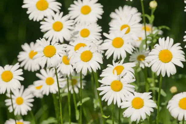 Daisy, Flower, Marguerite - Daisy, Oxeye Daisy, Plant
