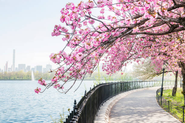 NYC Cherry Blossom Tree Blooms by Central Park Reservoir