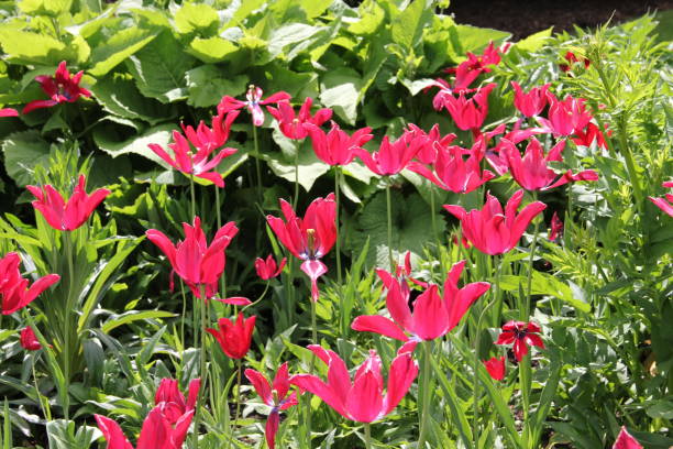 istock Flora and Fauna at Kew Gardens 685793604