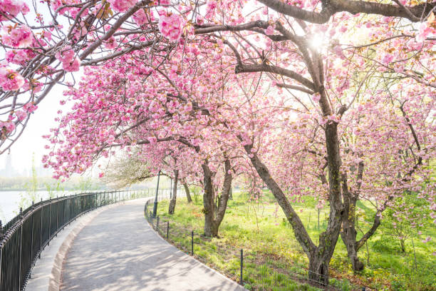 istock NYC Cherry Blossom Tree Blooms by Central Park Reservoir 685793728
