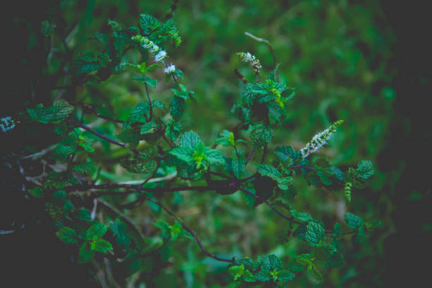 Plant, Mint Leaf - Culinary, Leaf, Herb, Herbal Medicine