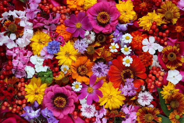 istock Colorful background of flowers, top view. 685794788