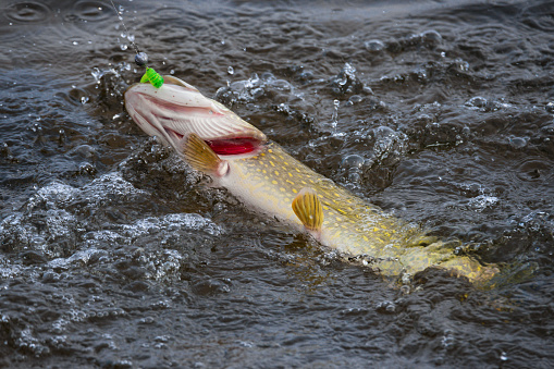 Pike on bait in the boiling water. Trophy pike caught in a jig. Fish mouth with green twister bait.Pike with red gills