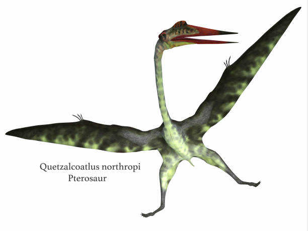 istock Quetzalcoatlus Reptile on White 685795462