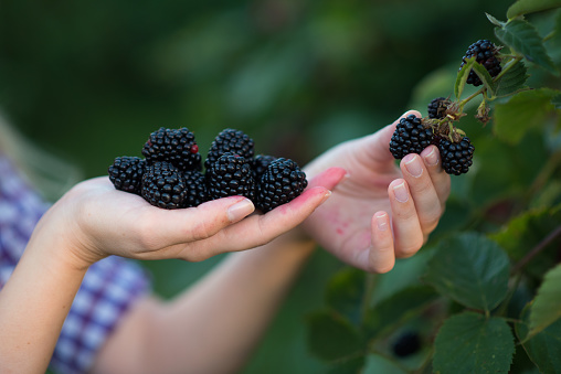 n harvesting fresh blackberries from orchard in her country garden, eating berries, enjoying beautiful day, working in nature